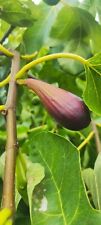2 tagli di fico talee - figs cuttings  MORO LONGHET