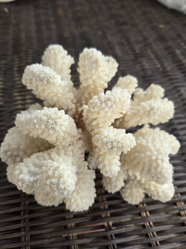 Esemplare corallo bianco - di,