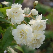 Rosa rampicante Bianca