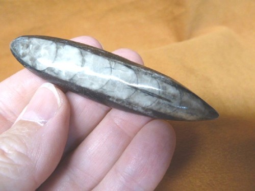 F369 orthoceras - lg,