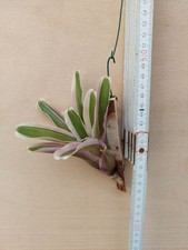 Neoregelia mini ibrido - mini,,