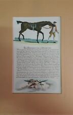 STAMPE CAVALLI PUROSANGUE