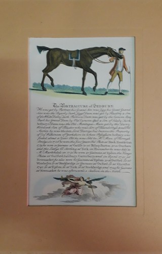 Stampe cavalli purosangue - cavalli,