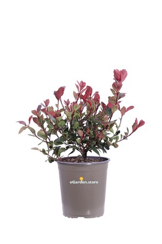 Pianta fotinia photinia x - pianta,