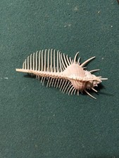 Conchiglia Rara Murex Pecten