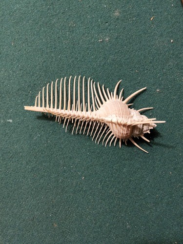Conchiglia rara murex - rara,