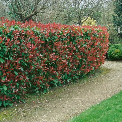 Piante photinia h - 40,