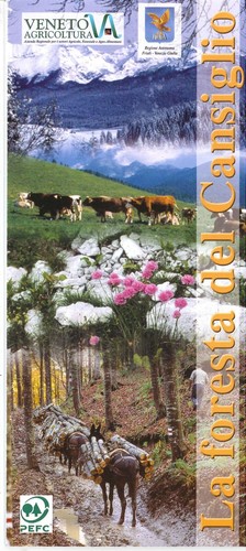 Foresta del cansiglio - foresta,