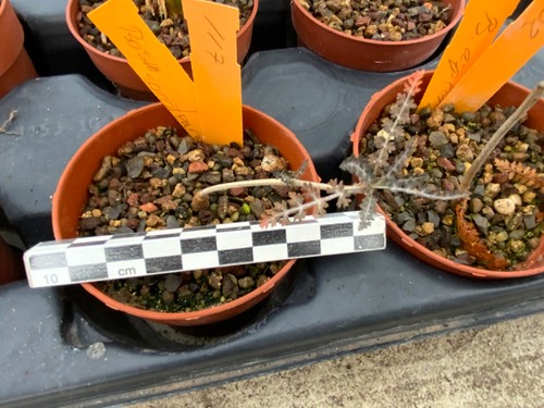 373 boswellia socotrana - 373,
