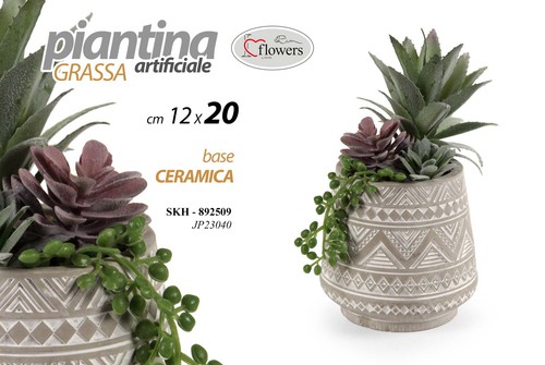 Pianta piantina grassa - pianta,