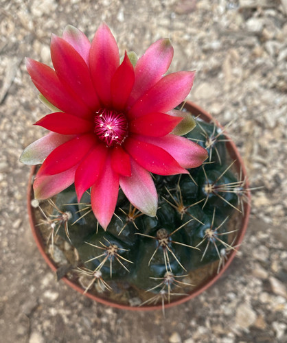 Gymnocalycium baldianum - baldianum,