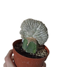 Astrophytum Myriostigma cv