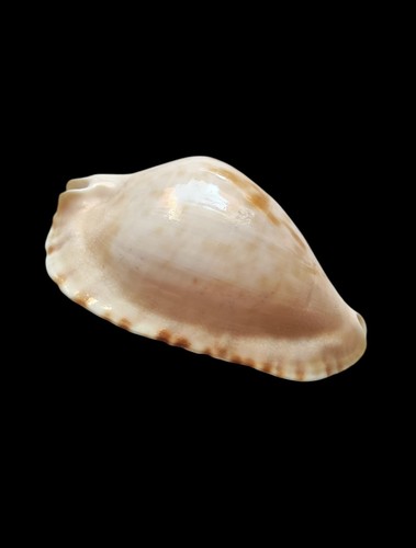 Shell conchiglia cypraea zoila - conchiglia,