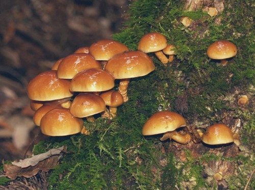 Pholiota nameko - nameko, fungo
