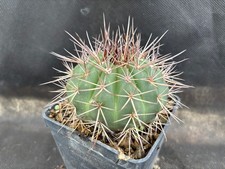 MELOCACTUS MULTICEPS CACTUS