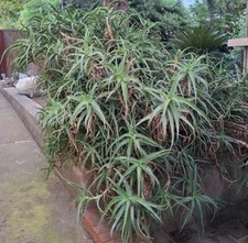 pianta aloe arborescens  100%
