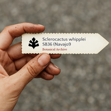 Sclerocactus whipplei SB36