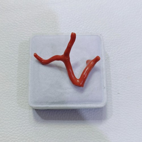 Ramo corallo rosso naturale - ramo, di