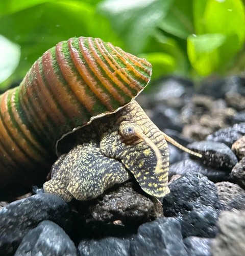 Brown poso rabbit snails - 2,