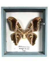 Cadre Papillon taxidermie