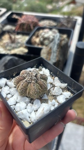 Aztekium ritteri tirato duro - ritteri,