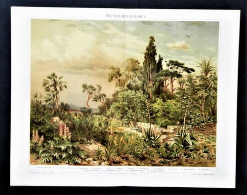1897 antica stampa flora - antica, stampa:flora