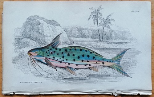 Pesce pimelodus insignis - pesce,