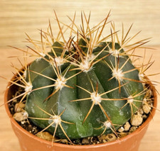 Melocactus azureus subs