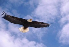 386831 Aquila Calva POSTER