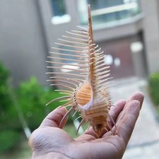 3pz Conchiglia Vera Naturale