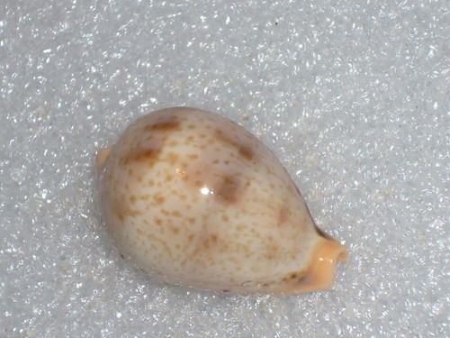 Cypraea hungerfordi special - hungerfordi,