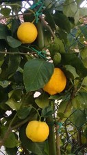 Pianta limone citrus - , limon
