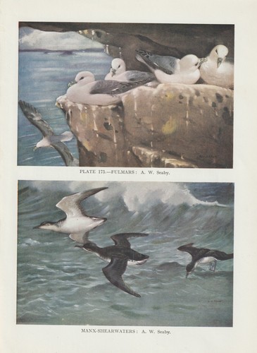 Eissturmvogel fulmarus - eissturmvogel, (fulmarus