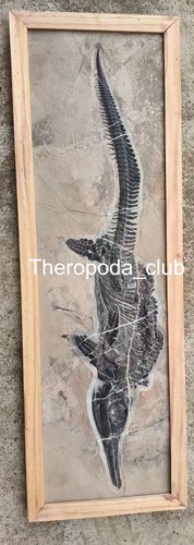 Disponibile mixosaurus 88 - disponibile, —