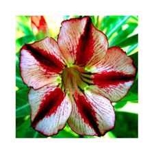 Semi adenium obesum - semi,