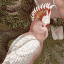 INKA COCKATOO – CROMOLITOGRAFIA ANTICA 1890 stampa originale giungla
