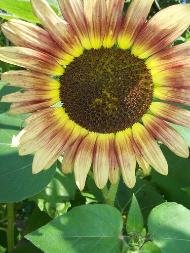 Girasole autumn beauty - beauty,