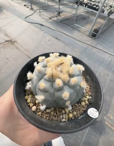 1pz 6cm pianta succulenta - 1pz,