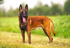 Calamita fotografica belga