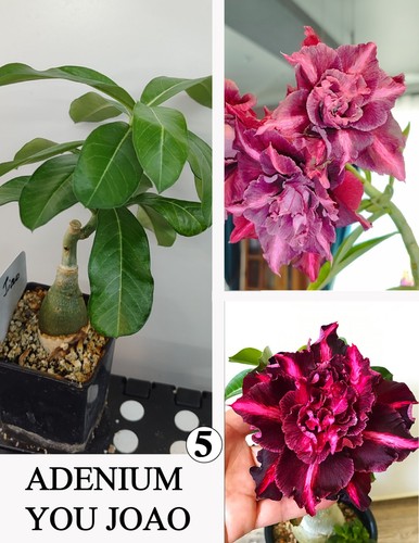Adenium you joao rosa - joao, di