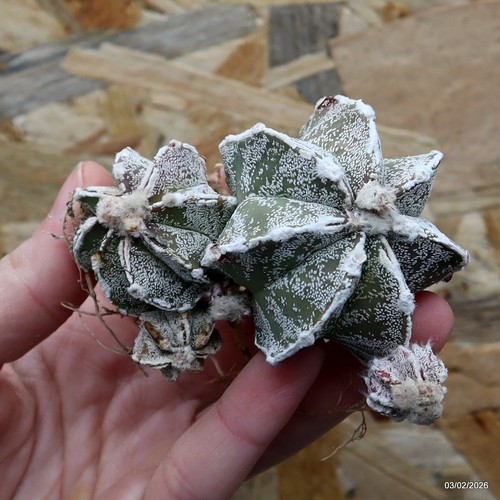 K034 astrophytum myriostigma - astrophytum,