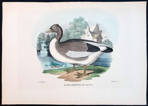 Stampa antica anatra - , domestica
