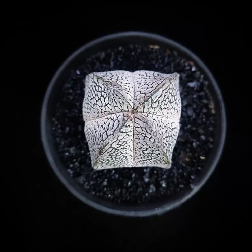 Pianta cactus succulenta 2 - succulenta,