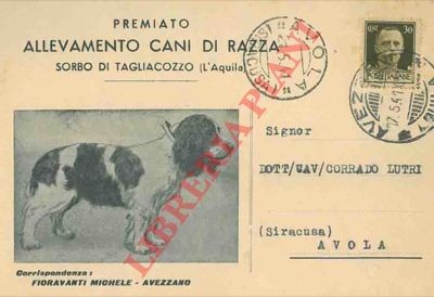 Allevamento cani razza - allevamento,