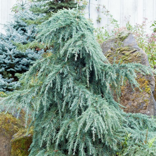Cedro dell himalaya - cedro, piangente