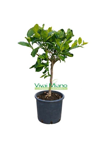 Pianta mandarino satsuma - pianta,
