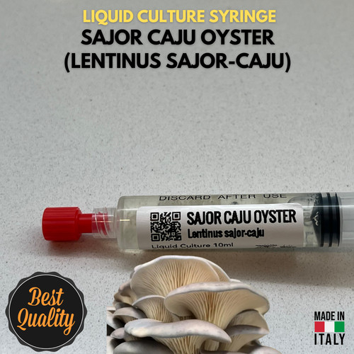 Pleurotus sajor caju - sajor-caju, fungo