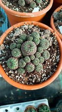 Sulcorebutia rauschii succulente cactus piante grasse caudex