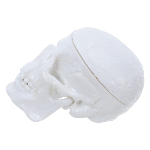 Realistico cranio 5 - realistico, x