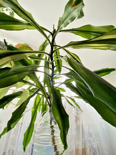 Yucca palma da - 🌴palma, camera
